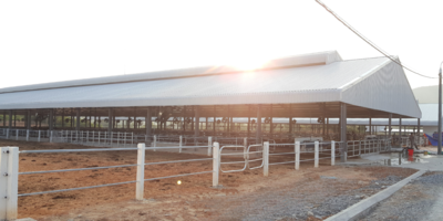 Trang trại Bò Sữa Kỹ Thuật Cao Hồ Toản